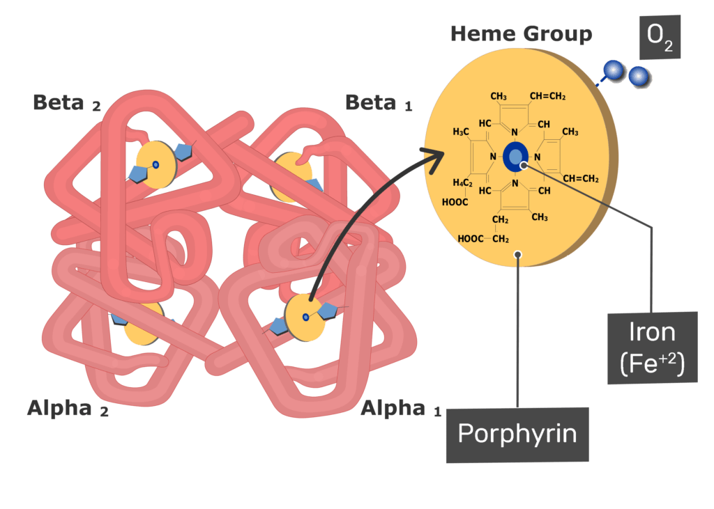 <p>The hemoglobin molecule contains</p>
