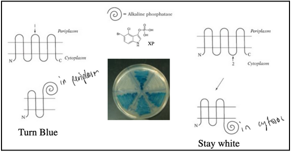 <ul><li><p><span style="background-color: transparent; font-family: "Times New Roman", serif;"><span>Alkaline phosphatase hydrolyzes a substrate called XP. Substrate XP is membrane impermeable. When alkaline phosphatase is transported to the periplasm, the substrate XP is hydrolyzed, and it turns blue.</span></span></p></li><li><p><span style="background-color: transparent; font-family: "Times New Roman", serif;"><span>When alkaline phosphatase is fused at the end of TM3, bacteria are blue</span></span></p></li><li><p><span style="background-color: transparent; font-family: "Times New Roman", serif;"><span>When alkaline phosphatase is fused at the end of TM4, bacteria are white</span></span></p></li><li><p><span style="background-color: transparent; font-family: "Times New Roman", serif;"><span>Bacterial colonies are blue when alkaline phosphatase is exposed to the periplasm and are white when alkaline phosphatase remains in the cytosol.</span></span></p></li><li><p><span style="background-color: transparent; font-family: "Times New Roman", serif;"><span>Note: negative results do not provide evidence; need to verify results with complementary techniques</span></span></p></li></ul><p></p>