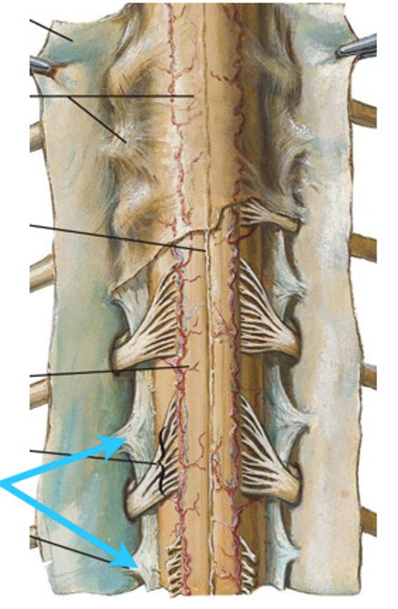 <p>made up of supporting fibers (lateral from spinal cord surface) that bind the spinal pia mater and arachnoid mater TO the dura mater</p><p>- functions in preventing the spinal cord from moving side to side or slide downward</p>