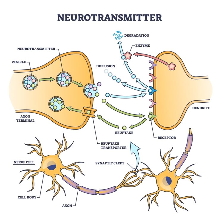 <p>Neurotransmitters </p>
