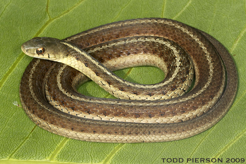 <p>Family: Colubridae</p><p>Latin: Thamnophis sirtalis</p><p>Common Gartersnake</p>