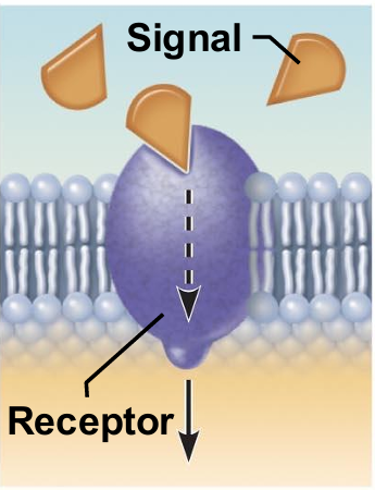 <ul><li><p>A membrane protein exposed to the outside of the cell may have a binding site that fits the shape of a specific chemical messenger, such as a hormone. </p></li><li><p>When bound, the chemical messenger may cause a change in shape in the protein that initiates a chain of chemical reactions in the cell.</p></li></ul><p></p>
