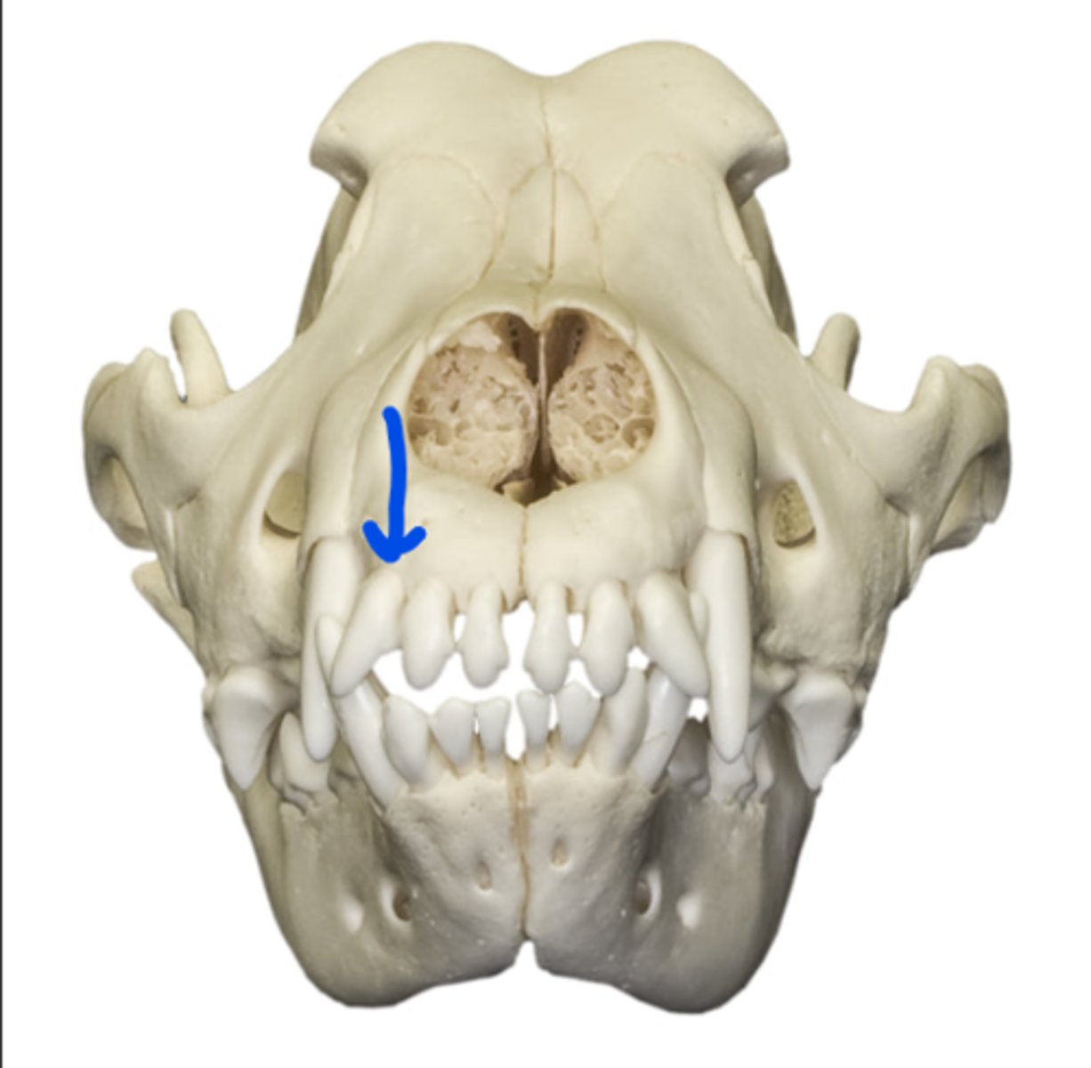 term image