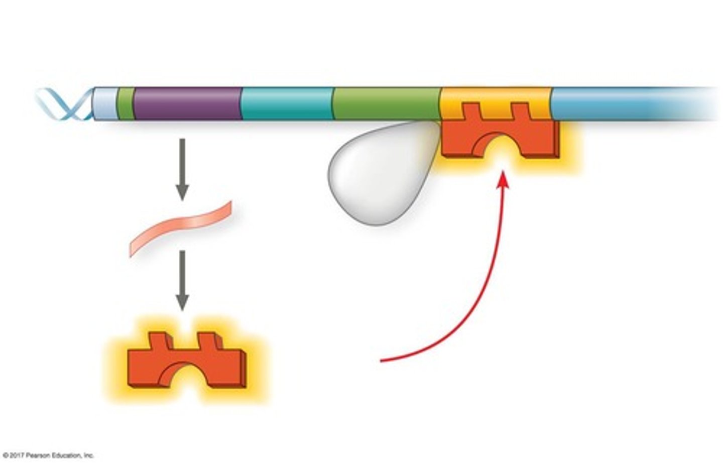 <p>RNA polymerase binds to the promoter to initiate transcription of the genes in the operon.</p>