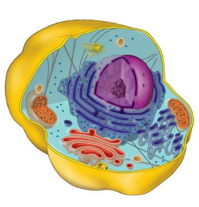 <p>Cells with a complex structure containing organelles that float in the cytoplasm and are usually larger in size compared to prokaryotic cells.</p>