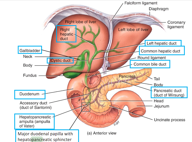 <p>F: Secrete digestive enzymes &amp; bicarbonate into the duodenum through the <strong>main pancreatic duct</strong>, <strong>hepatopancreatic ampulla</strong>, and <strong>Major Duodenal papilla w/ Hepatopancreatic Sphincter</strong></p>