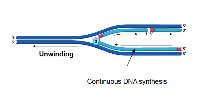 <p>The daughter strand with its 3’ end pointed towards replication fork, can be synthesized continuously</p><ul><li><p>they fray from 1 primer that is required to start synthesis</p></li><li><p>Being added in the same direction as the replication fork opening</p></li></ul><p></p>