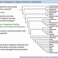 <p>giving organisms 2 names in Latin name [Genus &amp; Species] to identify a specific type of organism.</p><p>Genus’s name is capitalized first.</p><p>Species name comes 2nd and is not capitalized.</p>