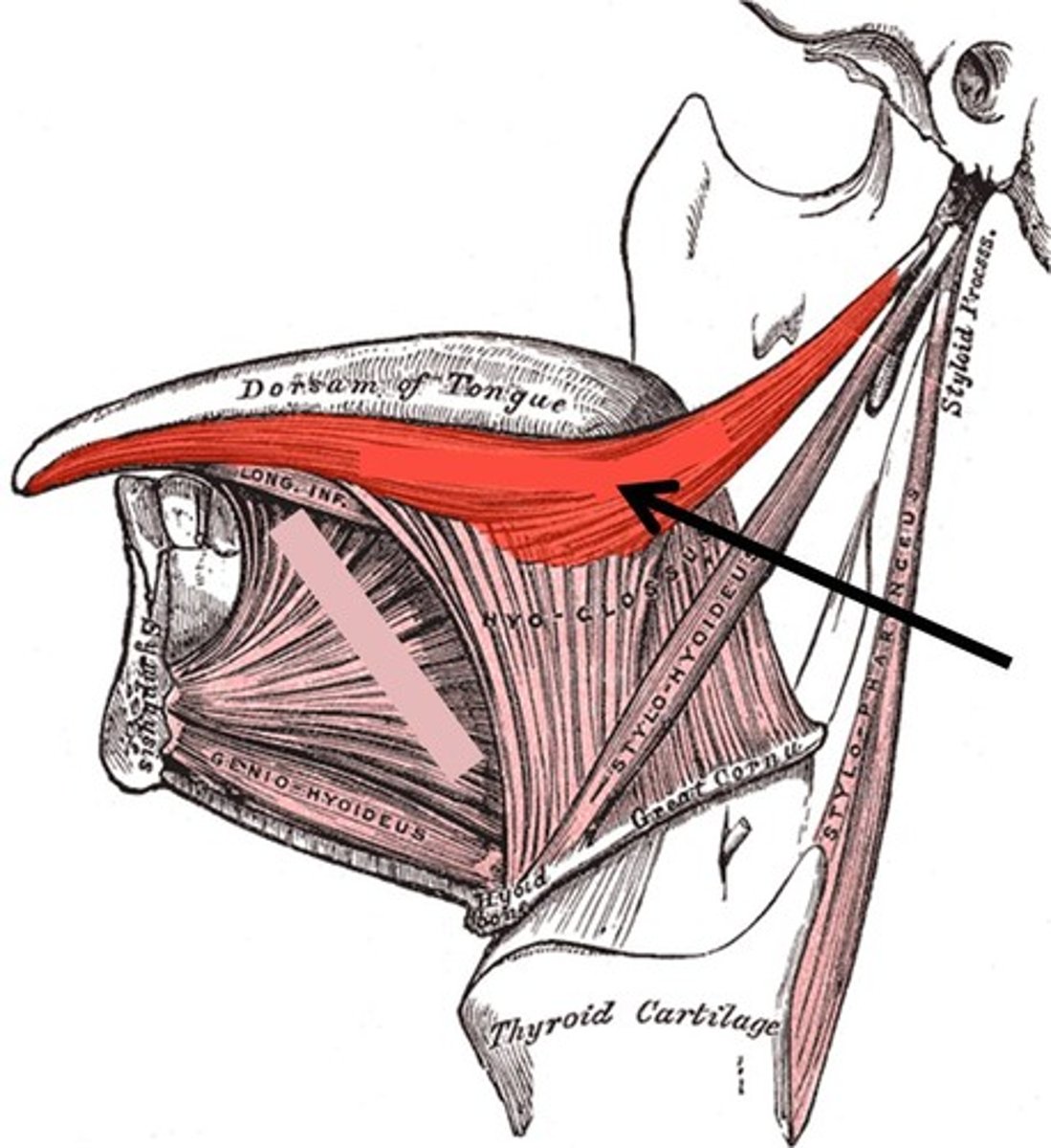 <p>Retracts the tongue (has style, doesnt stick tongue out)</p>