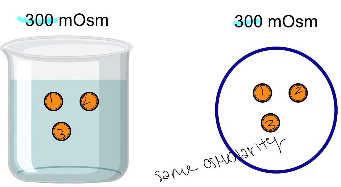 <p>Same Osmolarity </p>