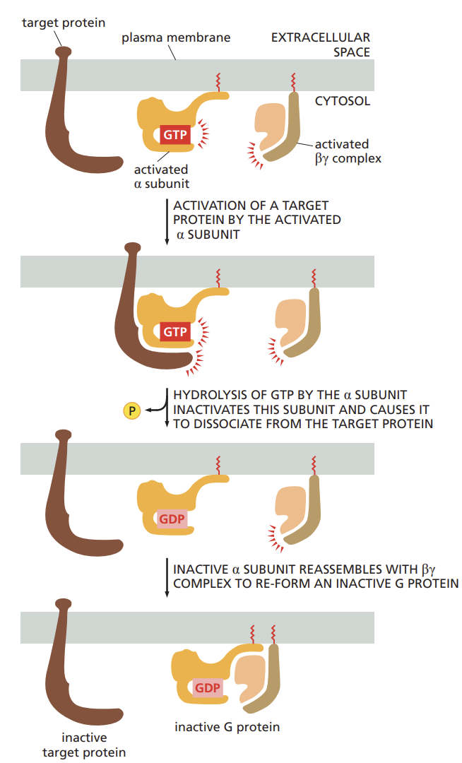 <ul><li><p>the longer the target proteins remain bound to an alpha subunit or beta(Y) complex the more prolonged the relayed signal will be.</p></li></ul><p></p>