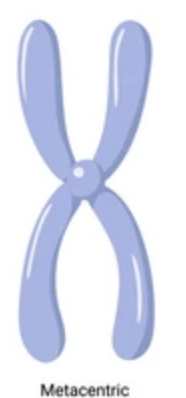 centromere is located at the middle of the chromosome