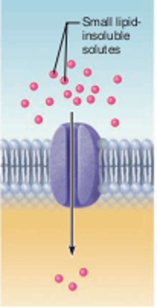 <p>The passive movement of a specific particle across a cell membrane via a channel protein.</p>