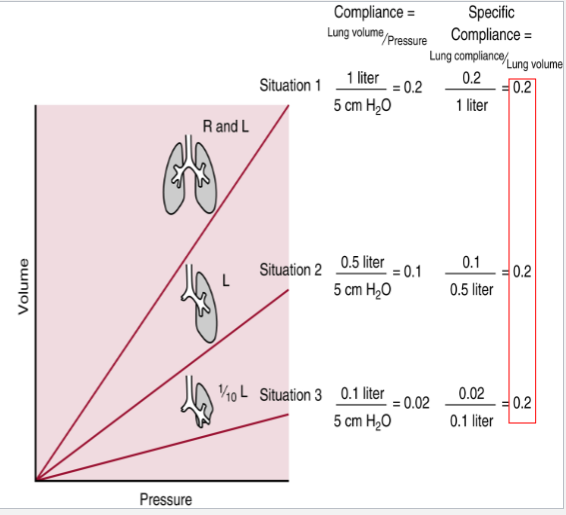 <p>Compliance = Lung Volume/Pressure</p><p>Specific Compliance = Lung Compliance/Lung volume</p><div data-type="horizontalRule"><hr></div><p>Why is this important:</p><ul><li><p>For people w/ less lung volume (due to disease, surgery, etc), it appears that compliance decreases as lung volume decreases; This shouldn’t happen as compliance is an intrinsic property of the lung’s tissue, not dependent on size</p></li><li><p><span><span>The fall in “regular” compliance is due to the fact that the smaller lungs are always closer to TLC as they have to use a lot more of their available volume to perform the duties of the lung</span></span></p></li><li><p>Specific Compliance fixes this; Once we apply the appropiate volume, it turns out that everybody has the same value of Specific Compliance.</p></li></ul><p></p>