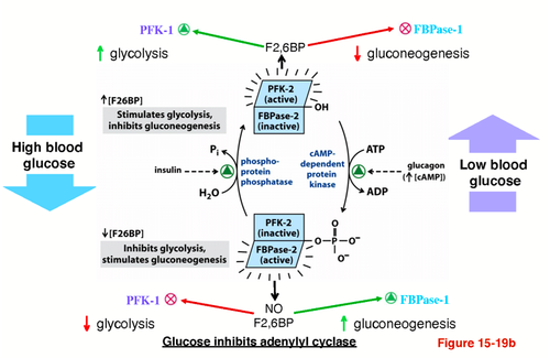 phosphoprotein phosphatase
