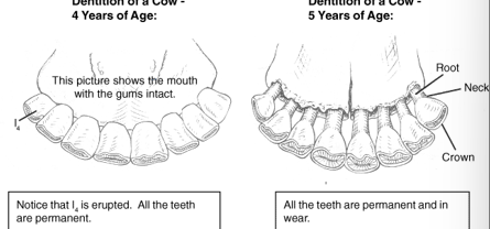 <p><span>at 3 years of age first premolar teeth fall out</span></p><p></p>