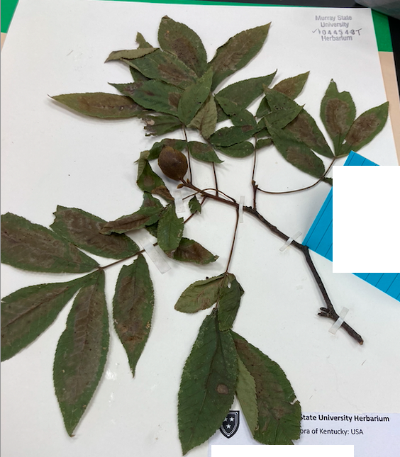 <p>Family + Genus?</p>