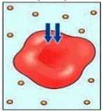 <p>higher free water concentration on the outside = water enter cell = cell can swell and lyse (explode)</p><ul><li><p>girlie gets huge</p></li></ul><p></p>