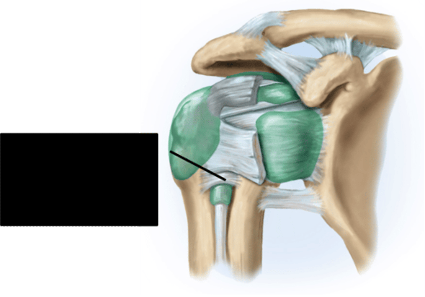 <p>Extends from the greater to the lesser tubercle of the humerus and forms a tunnel housing the tendon from the long head of the biceps.</p>