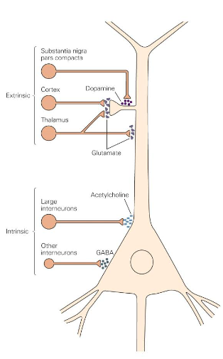 <p>The GABAergic projection neurons of the striatum (putamen) are called medium spiny neurons (MSNs). They make up 95% of striatal neurons. Of the remaining neurons, 3% are GABAergic interneurons and the remaining 2% are large, cholinergic interneurons</p><p></p>