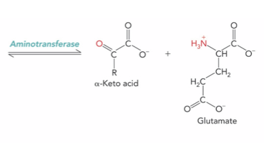 <p>Aminotransferase ; alpha-keto acid and glutamate</p>
