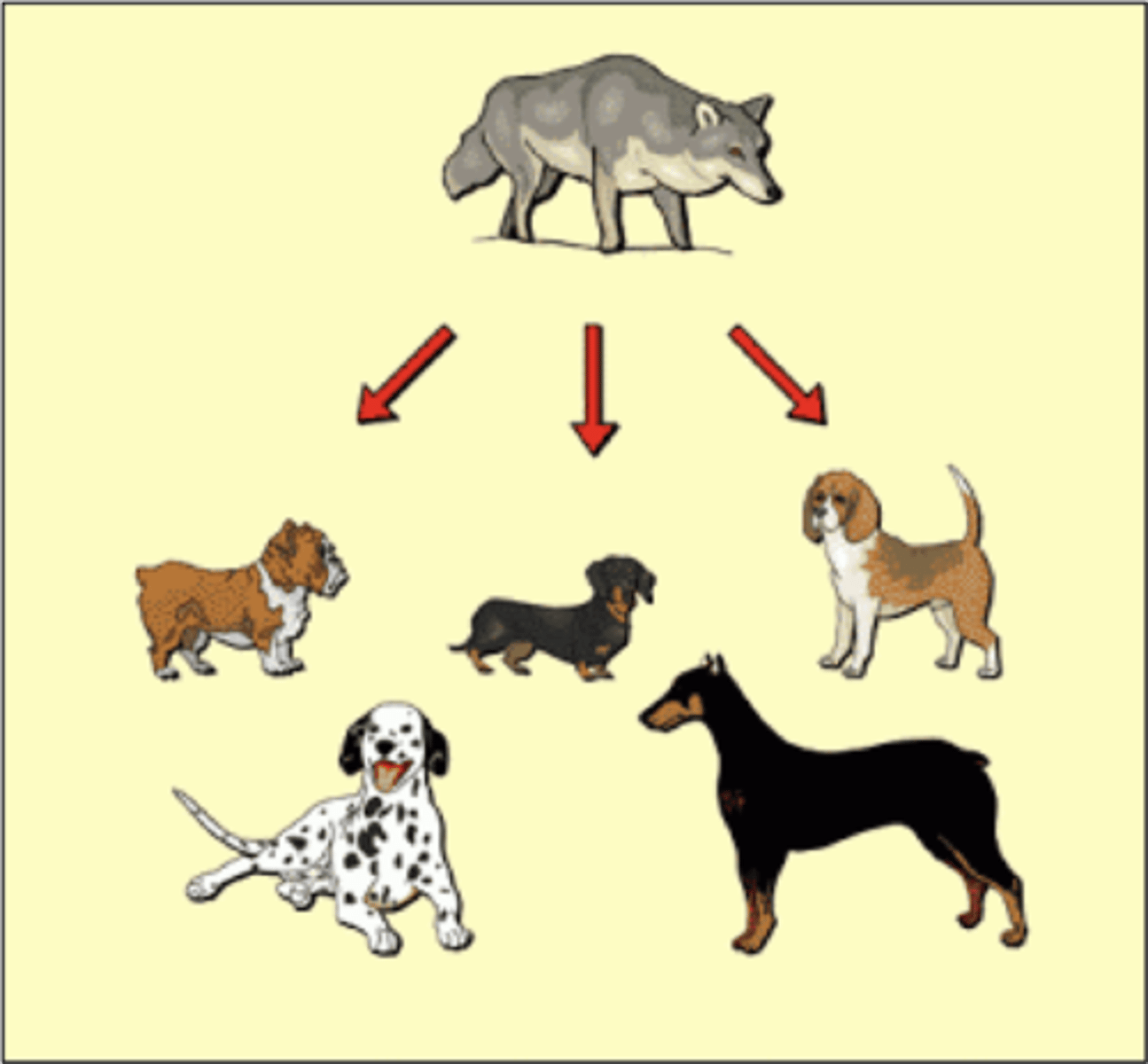 <p>Principle that each living species has descended, with changes, from other species over time</p>