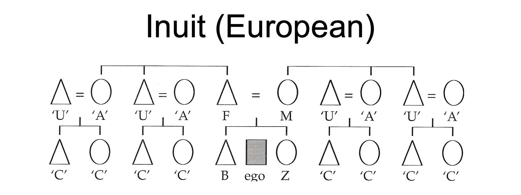<p><span><span>•Similar to what is found in most European cultures</span></span></p><p><span><span>•Does not differentiate between paternal or maternal ‘aunts’ and ‘uncles’ or affinal or consanguineal ‘aunts’ and ‘uncles’</span></span></p><p><span><span>•All cousins are given the same title regardless of sex or parentage</span></span></p><p><span><span>•Associated with bilateral descent</span></span></p>