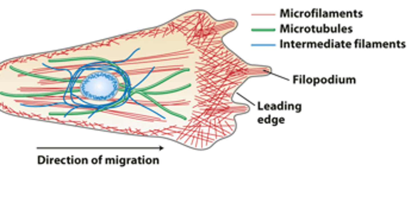 <p>Morphologically distinct domains in a _____________ cell polarizes the cell structure with the leading edge oriented in the direction of locomotion</p>
