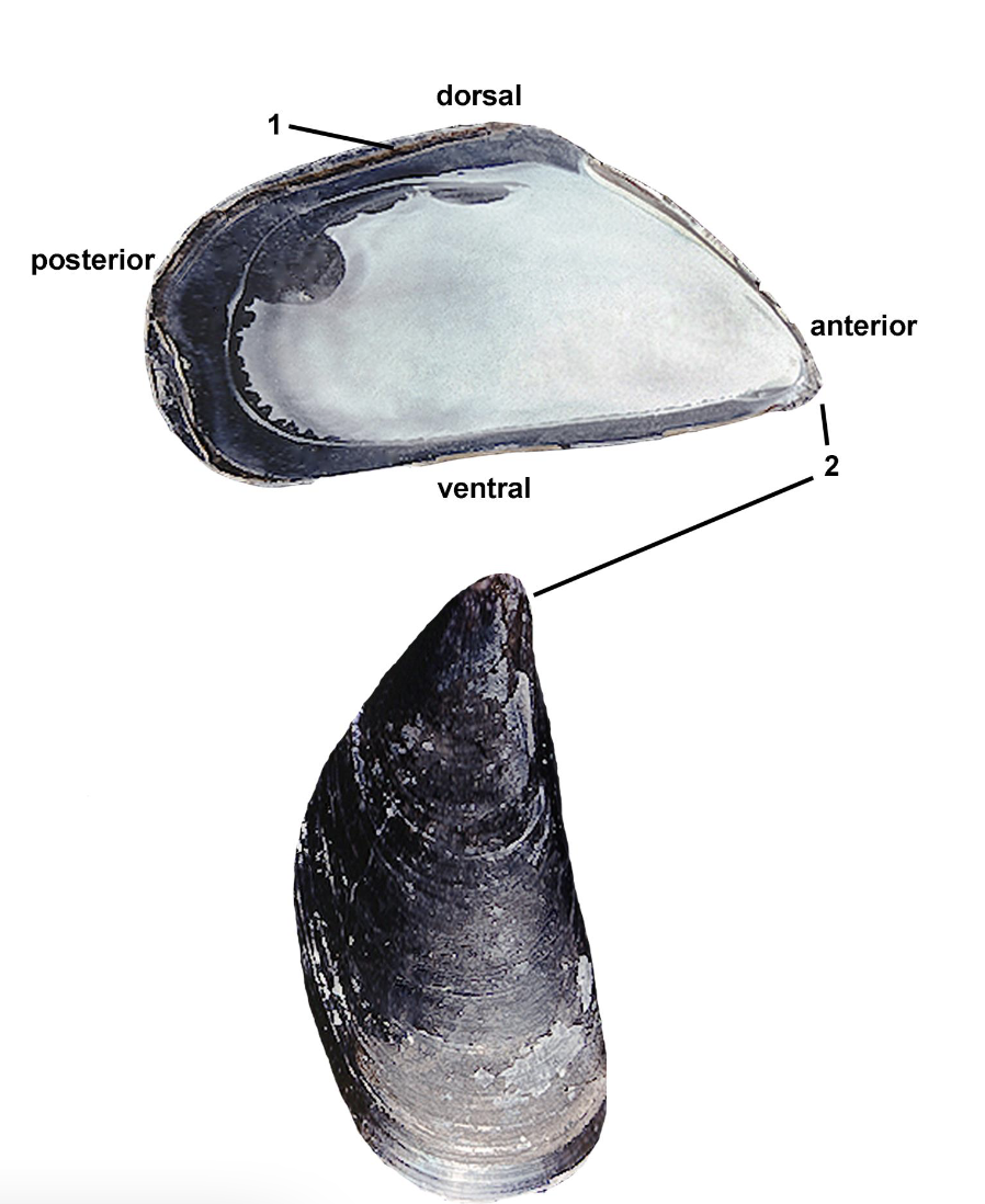 <p>Identify the labeled parts of this dissection.</p>