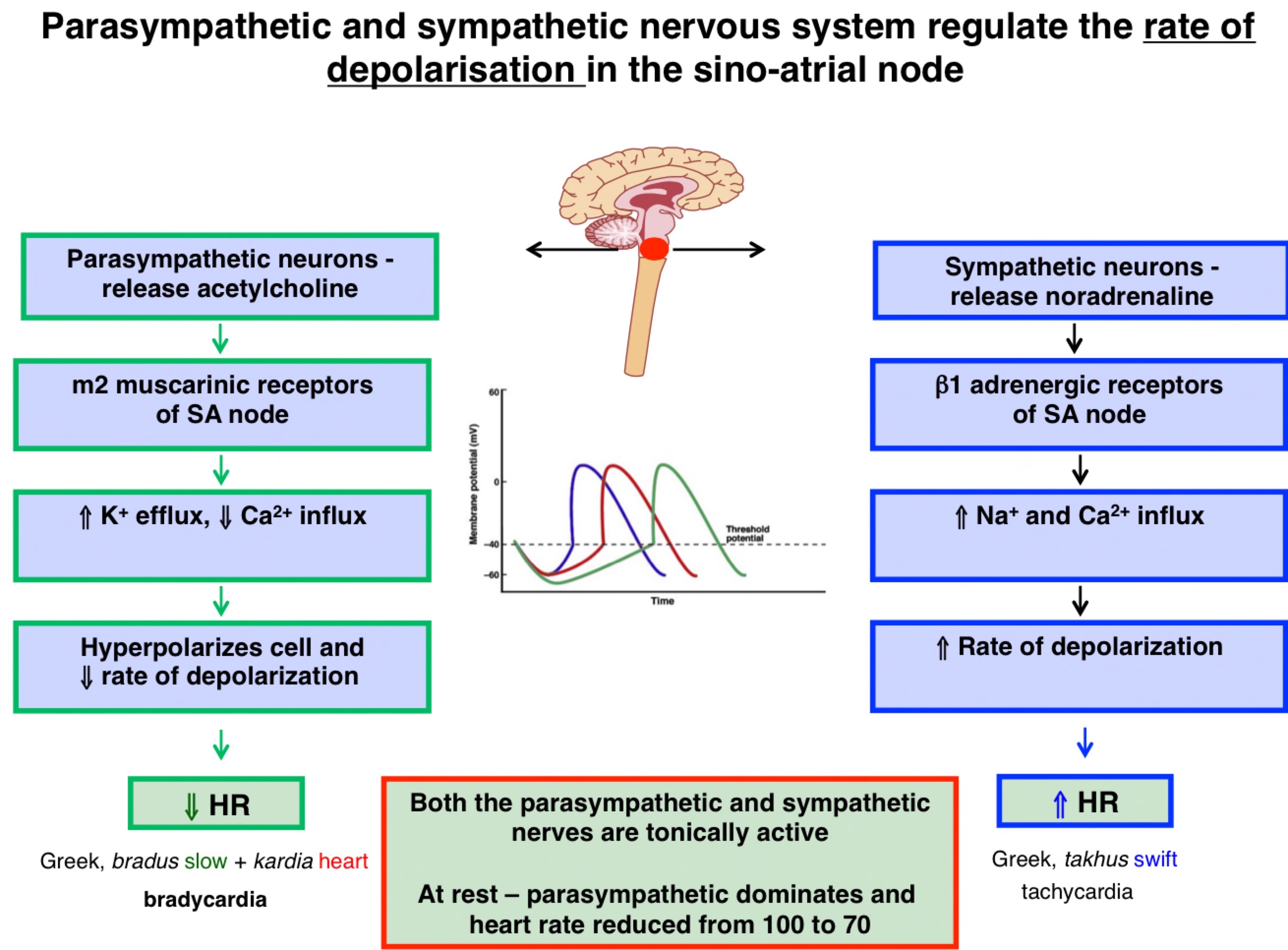 <ol><li><p>Sympathetic neurones release noradrenaline</p></li><li><p>Beta1 adrenergic receptors of SA node</p></li><li><p>Increase Na+ and Ca2+ influx</p></li><li><p>Increase rate of depolarisation</p></li><li><p>Increase HR</p></li><li><p>Tachycardia</p></li></ol>