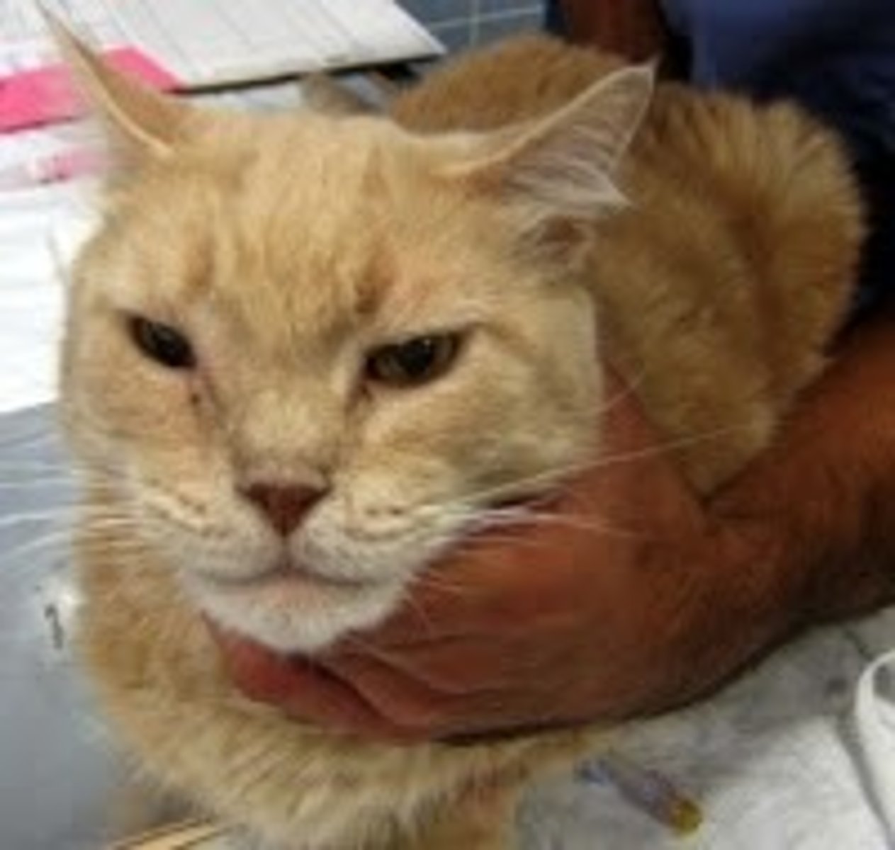 <p>chemicals that act like hormones in body</p><p>ex: estrogen in animals</p><p>-changes in behavior and development of animals exposed to them.</p><p>-PLASTICS</p>