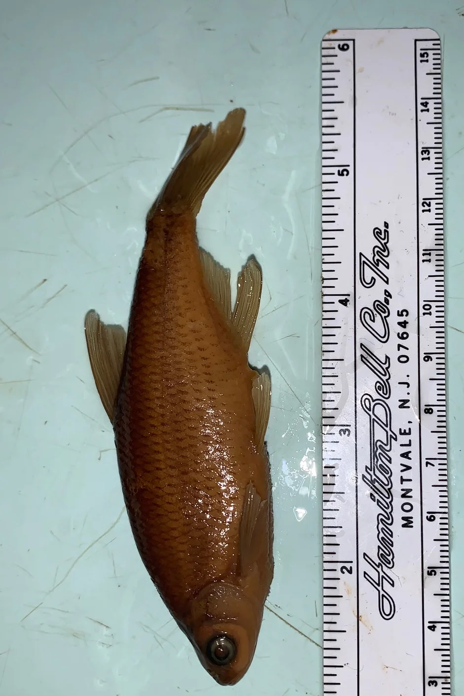 <p>What fish is this?</p>