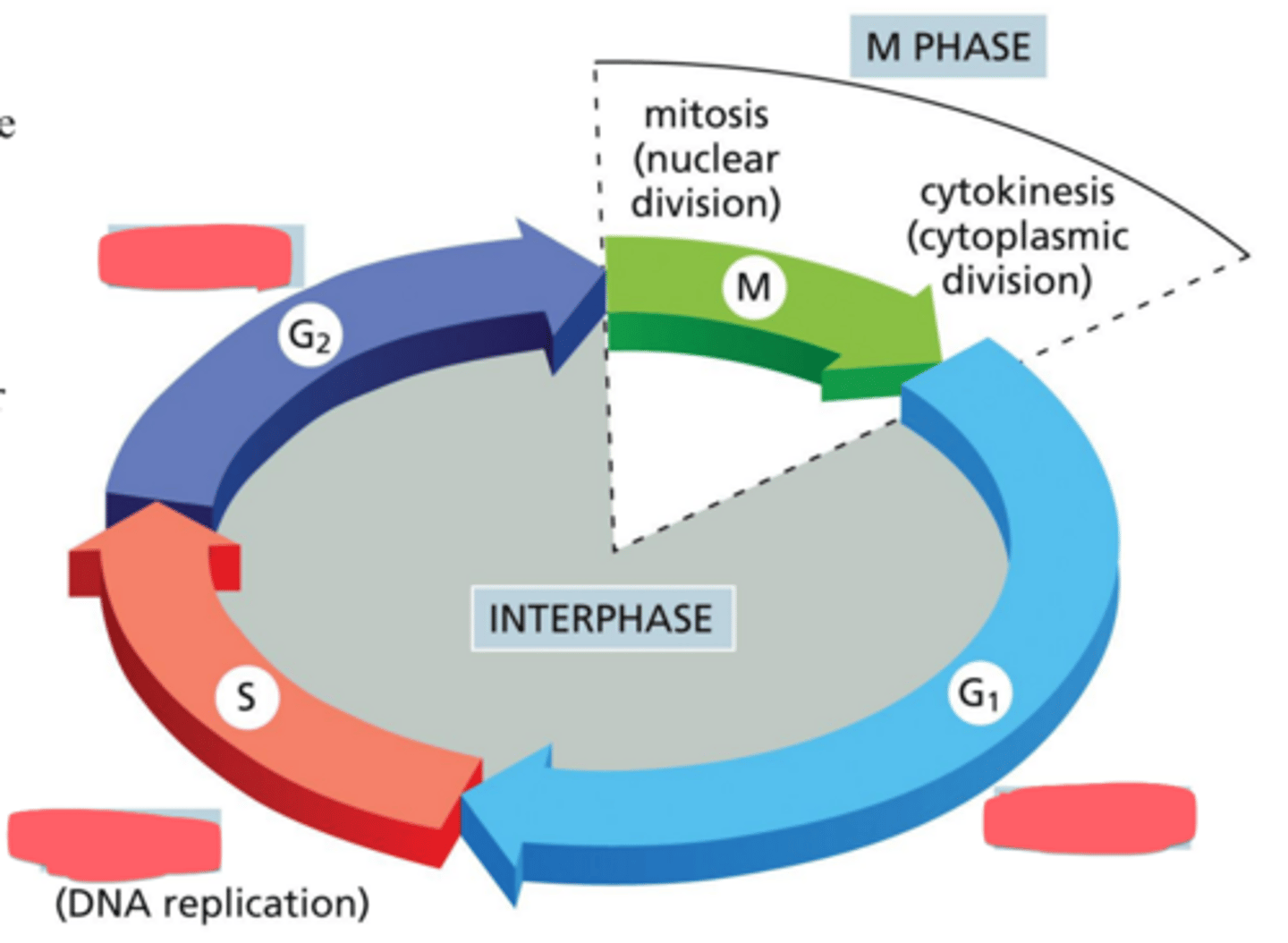 <p>What phases are included within interphase? What major events occur in each phase?</p>