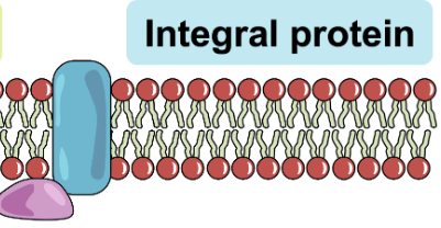 <ul><li><p>Span the entire bilayer and are exposed to the aqueous environment on both sides of the membrane</p></li><li><p>Within Membrane - Non polar amino acids are hydrophobic which matches the hydrophobic region of the phospholipid tails</p></li><li><p>Outer Membrane - Polar amino acids are hydrophilic and extend into the extracellular fluid on the outside and into the cytoplasm on the inside</p></li><li><p>Transport Proteins → Acts as channels or pumps</p></li></ul><p></p>