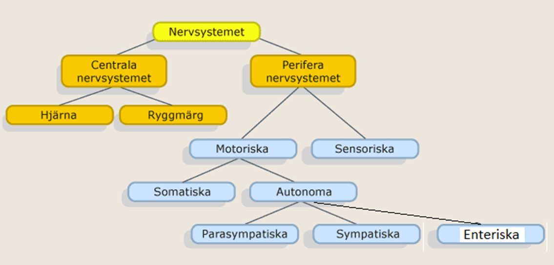 <p><strong>CNS</strong> är uppdelat i <strong>hjärna</strong> och<strong> ryggmärg</strong>. <strong>PNS</strong> är uppdelat i <strong>motoriska</strong> och <strong>sensoriska</strong>. <em>Motoriska</em> är uppdelat i <strong>somatiska</strong> och <strong>autonoma</strong>. <em>Autonoma</em> är uppdelat i <strong>parasympatiska</strong> och <strong>sympatiska</strong>.</p>