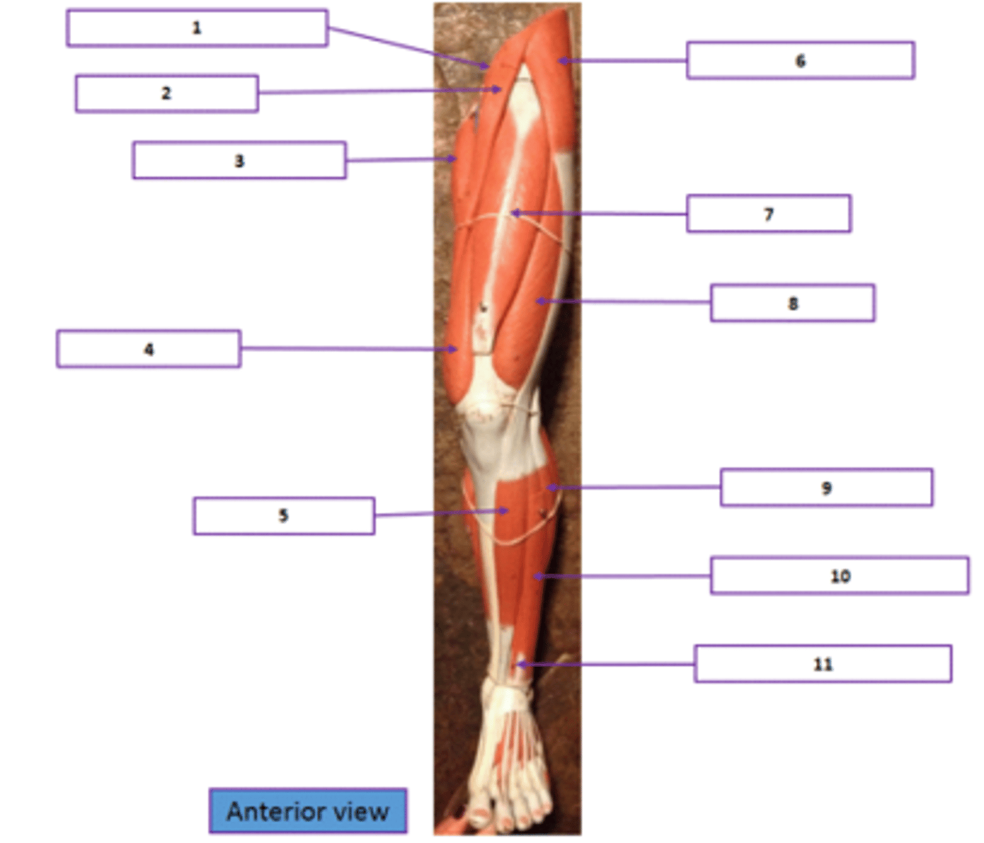 <p>Identify the muscle labeled 2.</p>