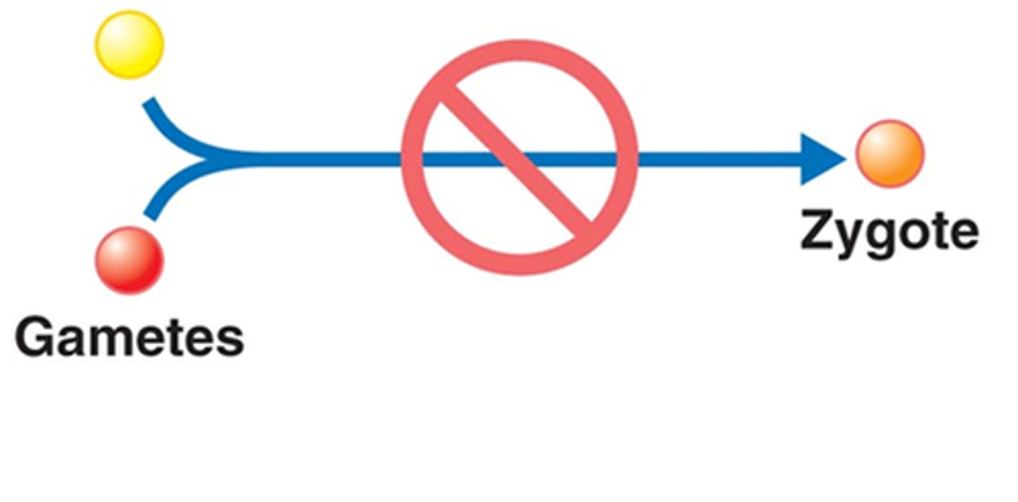 <p>A reproductive isolating mechanism that keeps species separate by acting before fertilisation occurs. For example, courtship differences.</p>