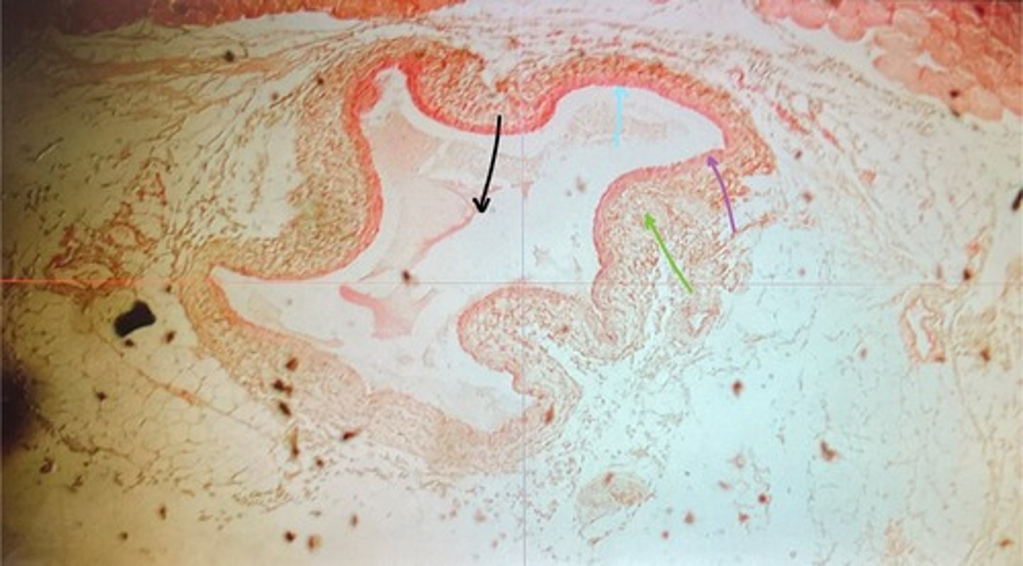 <p>What tissue is this?</p>