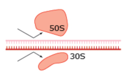 <p>What drug blocks ribosome attachment in this process?</p>