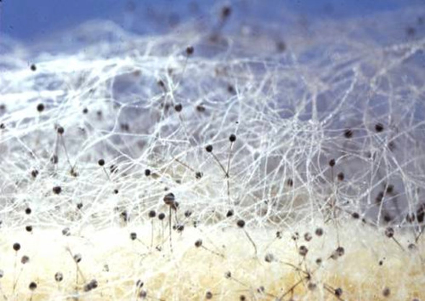 <p>Filaments that provide a large surface area and aid absorption of nutrients or reproduction.</p>