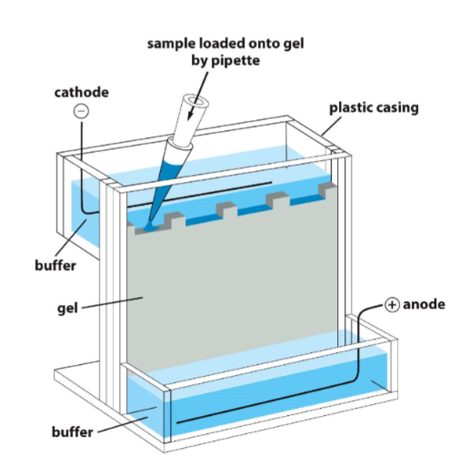* proteins usually have a net charge
* electric field is applied to solution with protein molecules
* protein migrates at a rate that depends on its net charge, size, and shape