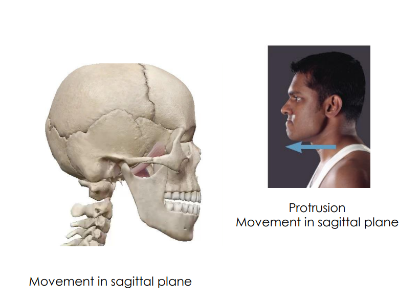 <p>- Movement of the Jaw</p><p>- Protrusion (movement in sagittal plane)</p><p>ANIMATION ON SLIDE 11</p><ul><li><p>pterygoid means shaped like a wing</p></li><li><p>lateral means from the side</p></li></ul><p></p>