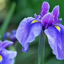 <p>Iris</p>