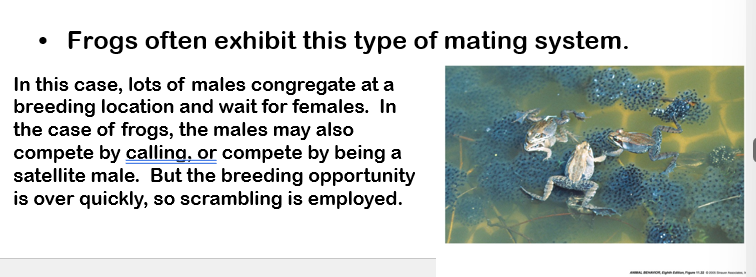 <ul><li><p><span style="font-family: "Arial Rounded MT Bold";"><span>frogs </span></span></p></li></ul><p></p>