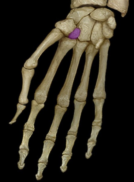 <p>second in distal row</p>