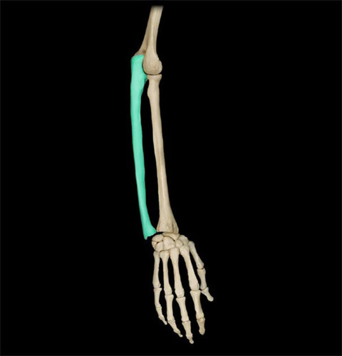 <p>medial bone of the forearm</p>