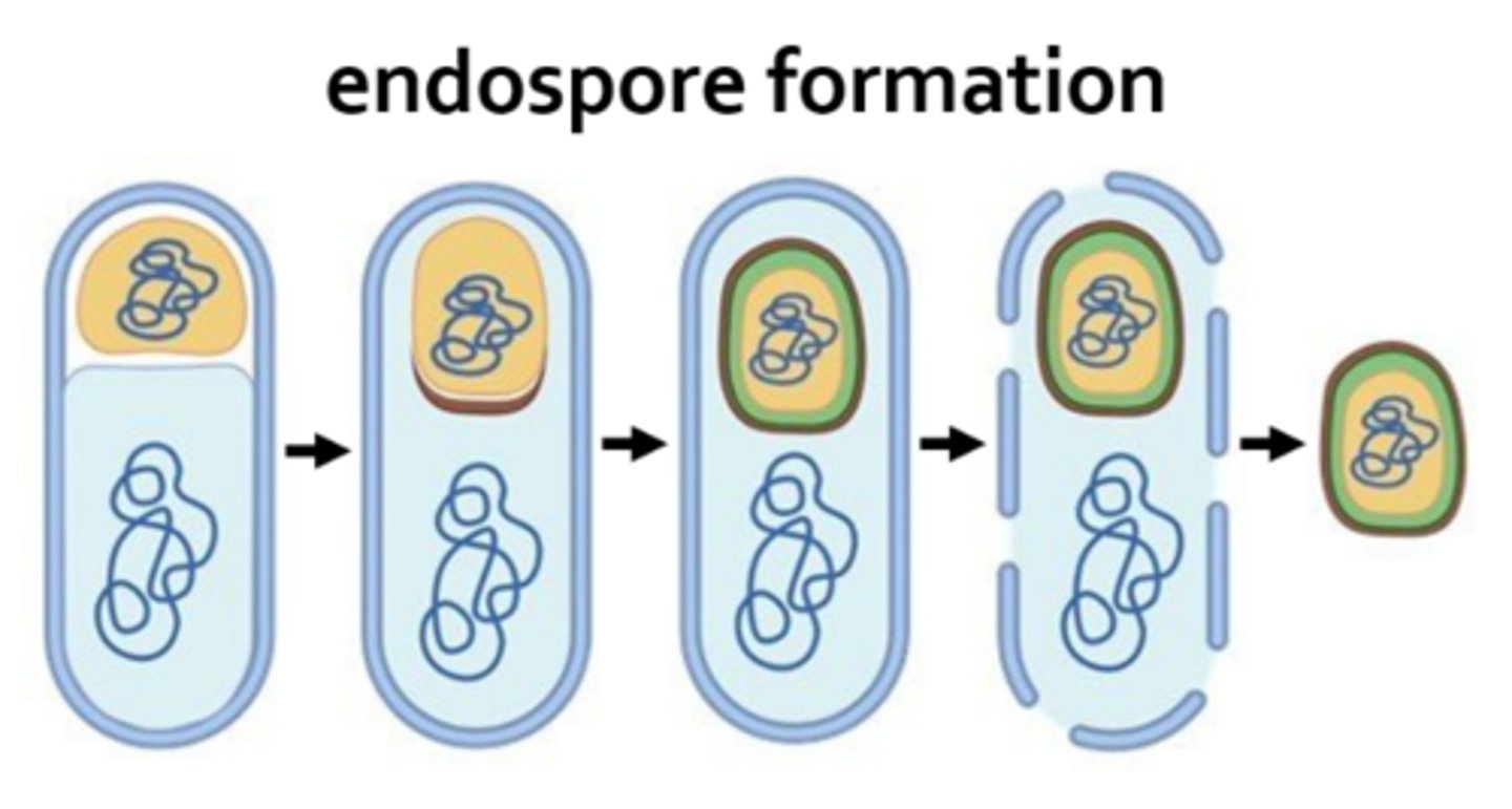 <p>microorganisms capable of forming a thick wall around themselves, enabling them to survive in adverse conditions</p>
