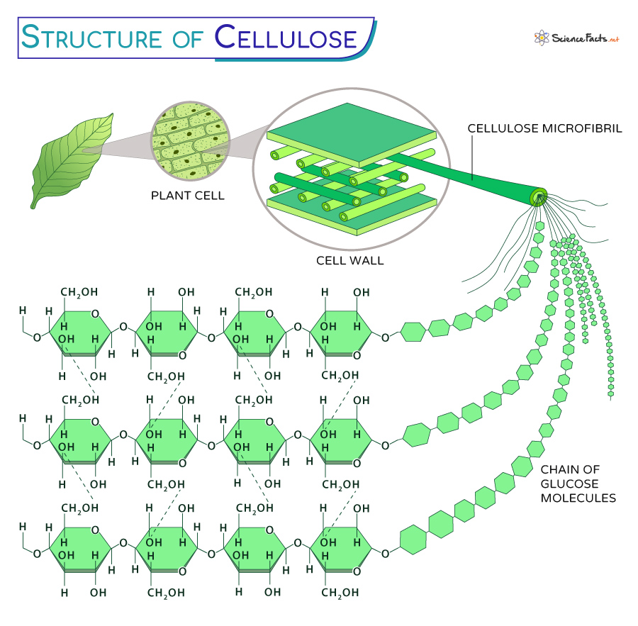<p>A structural polysaccharide that is a major component of the tough walls that enclose plant cells. Made of glucose monomers in a beta (β) configuration, forming straight, strong microfibrils.</p>