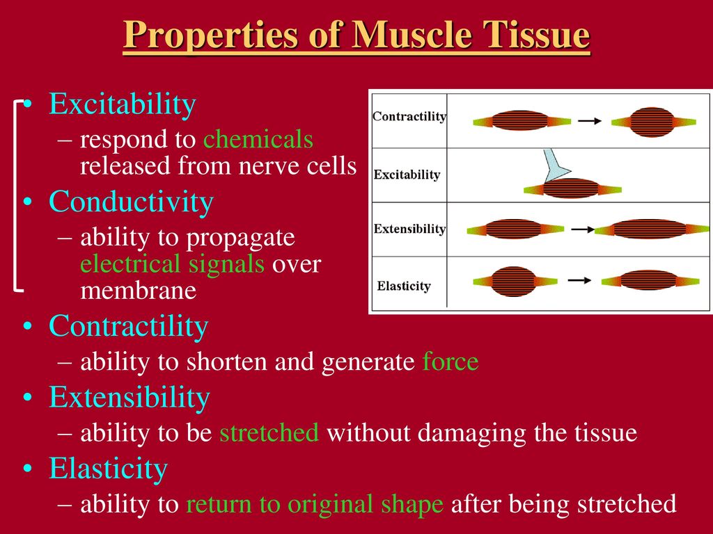 <p>Contractility, Excitability, Extensibility and Elasticity</p>