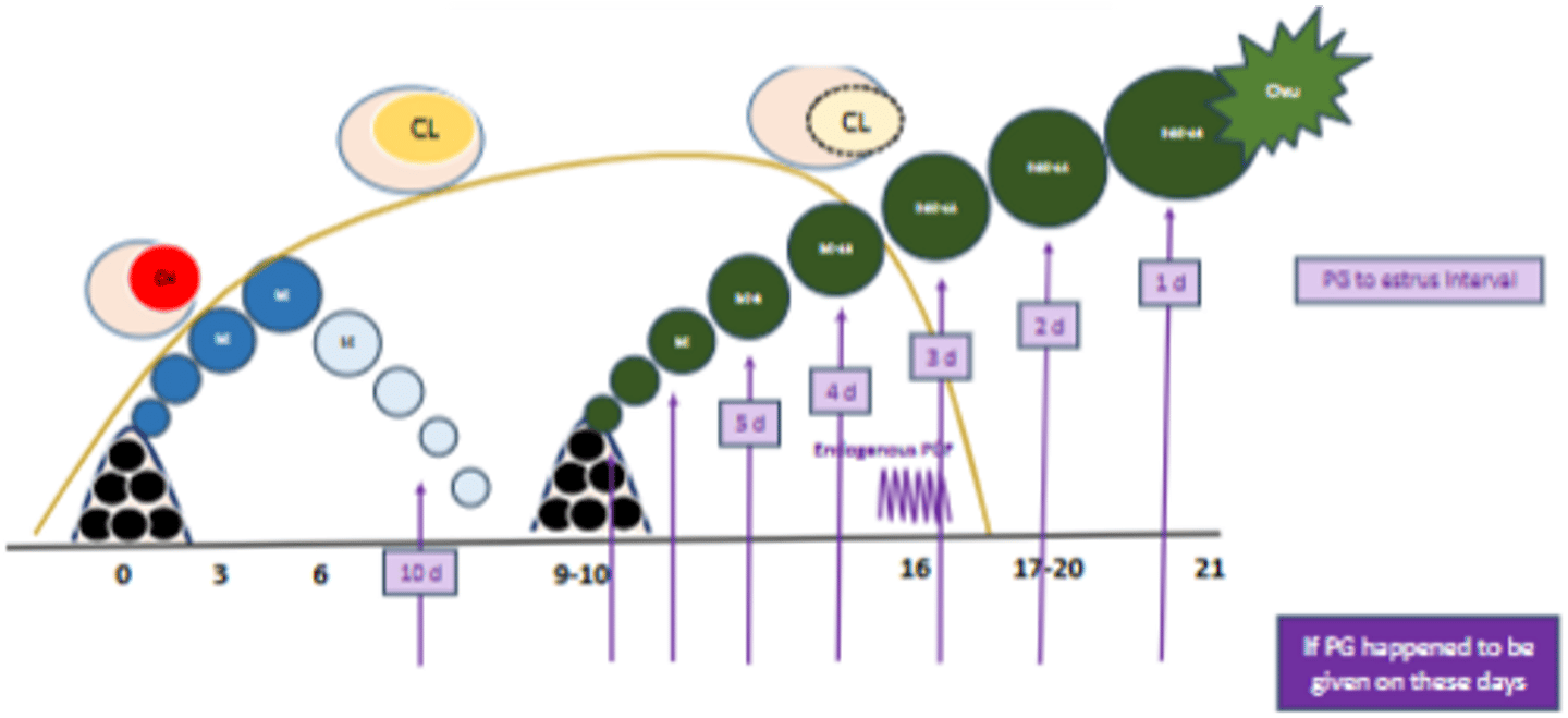 <p>i.e. dependent on the phase of follicular development at administration.</p>